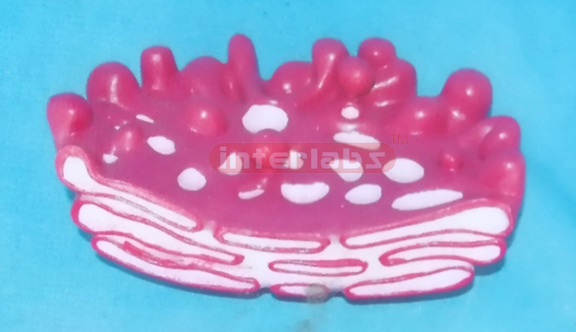 MODEL OF THE GOLGI COMPLE